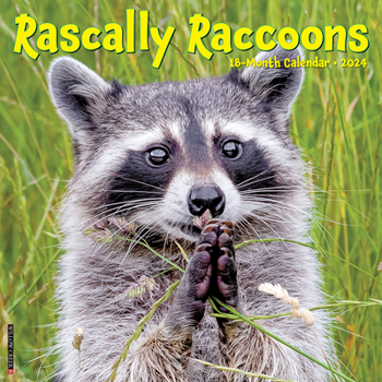 Calendar Rascally Raccoons 2024 12 X 12 Wall Calendar Book