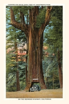 Paperback The Vintage Journal Car Driving through Redwood Book
