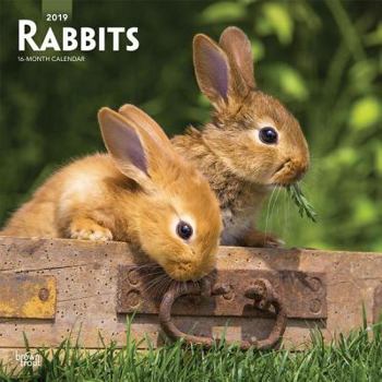Rabbits 2019 12 x 12 Inch Monthly Square Wall Calendar, Domestic Pet Animals