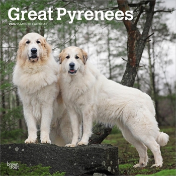 Calendar Great Pyrenees 2026 12 X 24 Inch (Hanging) Monthly Square Wall Calendar Plastic-Free Book