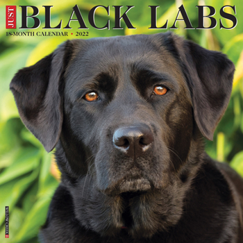 Calendar Just Black Labs 2022 Wall Calendar (Retriever Dog Breed) Book