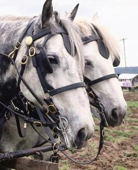 Horse Photo School Composition Book Equine Percheron Tandem: Horse Photo Equine Covers Composition Books Notebooks (Notebook, Diary, Blank Book)