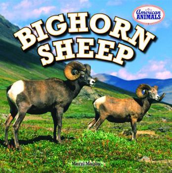 Paperback Bighorn Sheep Book