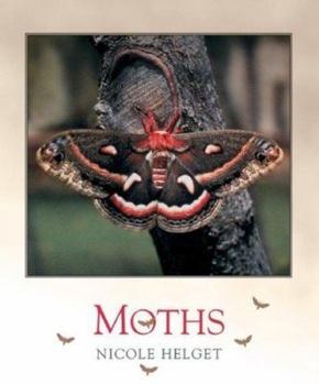 Moths - Book  of the Bugbooks