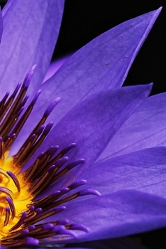 Paperback Purple Water Lily Flower Journal: 150 Page Lined Notebook/Diary Book