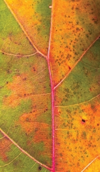 Hardcover A Turning of Seasons Book