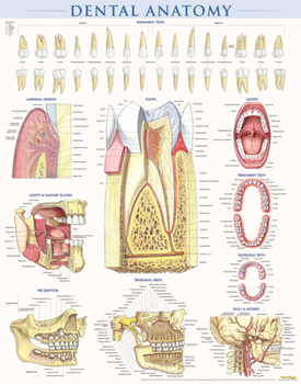 Paperback Dental Anatomy Poster (22 X 28 Inches) - Laminated: A Quickstudy Reference Book