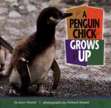 Library Binding A Penguin Chick Grows Up Book