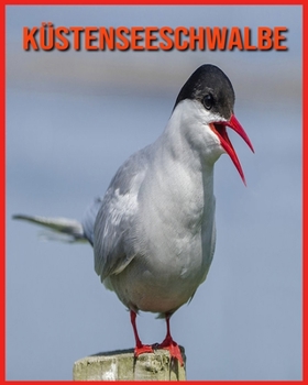 K?stenseeschwalbe: Erstaunliche Bilder und Fakten ?ber K?stenseeschwalbe