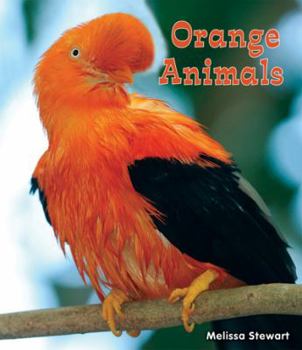 Paperback Orange Animals Book