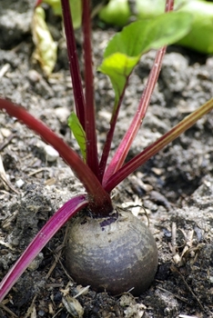 Paperback Beetroot in the Garden Journal: 150 Page Lined Notebook/Diary Book