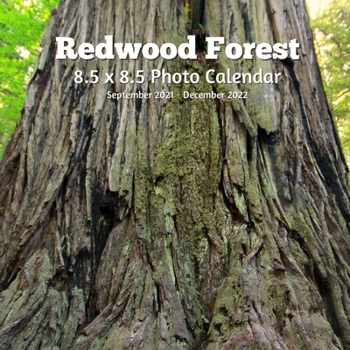 Paperback Redwoods Trees 8.5 X 8.5 Calendar September 2021 -December 2022: Monthly Calendar with U.S./UK/ Canadian/Christian/Jewish/Muslim Holidays-Travel Holid Book