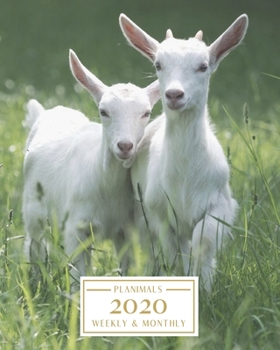 Paperback 2020: Weekly and Monthly Planner/Calendar Jan 2020 - Dec 2020 Cute White Goats Book