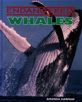Hardcover Whales Book