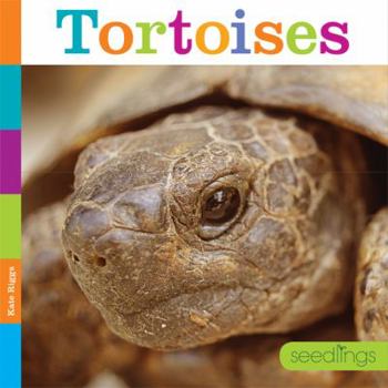 Paperback Tortoises Book