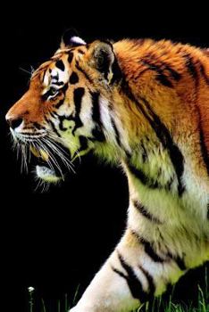 Hunting Tiger: They Are Very Good Swimmers and Have Been Known to Kill Prey While Swimming.