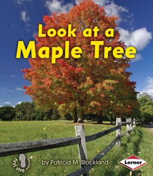 Paperback Look at a Maple Tree Book