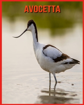 Avocetta: Immagini bellissime e fatti interessanti Libro per bambini sui Avocetta