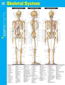 Flexibound Skeletal System Sparkcharts: Volume 62 Book