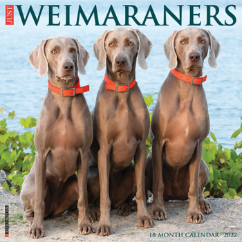 Calendar Just Weimaraners 2022 Wall Calendar (Dog Breed) Book