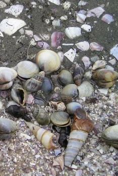 Paperback Mussels Notebook Book