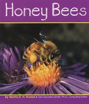 Honey Bees (Insects) - Book  of the Insects