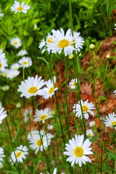 Paperback 2020 Weekly Planner 134 Daisy Field Summer 134 Pages: 2020 Planners Calendars Organizers Datebooks Appointment Books Agendas Book