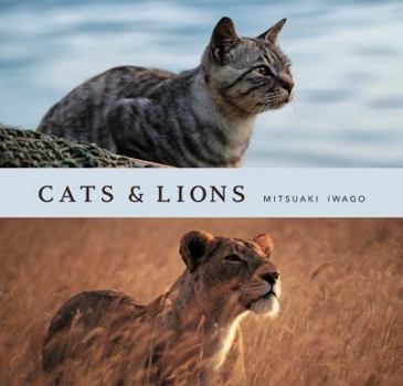 Hardcover Cats & Lions Book