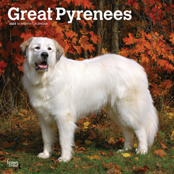 Calendar Great Pyrenees 2024 Square Book