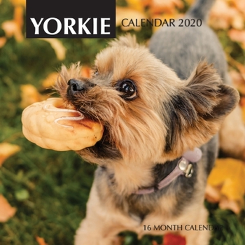 Paperback Yorkie Calendar 2020: 16 Month Calendar Book