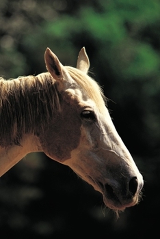2020 Daily Planner Horse Photo Equine Old Pinto 388 Pages: 2020 Planners Calendars Organizers Datebooks Appointment Books Agendas