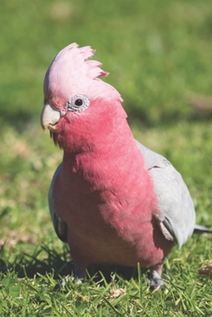 Rosakakadu: Kalender 2020 / Jahresplaner / Terminplaner Vogel Papagei - DIN A5 - Geschenk Australien Reise (German Edition)