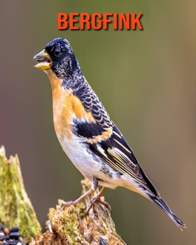 Bergfink: Erstaunliche Fakten & Bilder