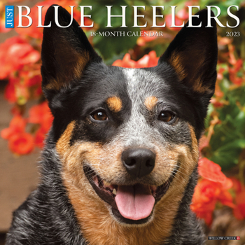 Calendar Just Blue Heelers 2023 Wall Calendar Book