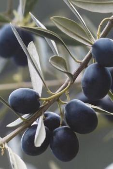 Paperback The Olive Branch Journal: 150 page lined notebook/diary Book