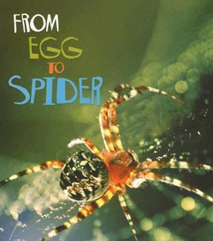 Paperback From Egg to Spider (How Living Things Grow) Book