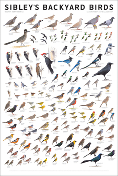 Poster Sibley's Backyard Birds: Western North America Book