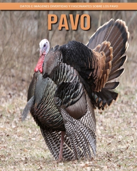 Paperback Pavo - Datos e imágenes divertidas y fascinantes sobre los Pavo [Spanish] [Large Print] Book