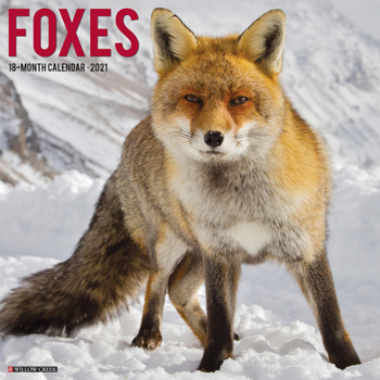 Calendar Foxes 2021 Wall Calendar Book