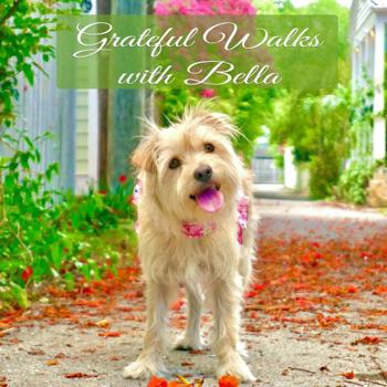 Paperback Grateful Walks with Bella Book
