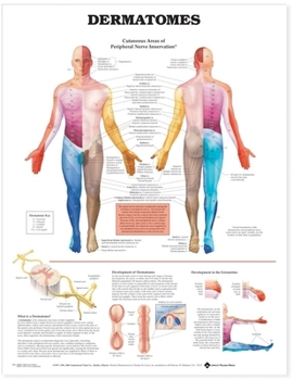 Wall Chart Dermatomes Anatomical Chart Book