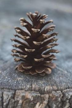 Paperback The Pine Cone Journal: 150 page lined notebook/diary Book