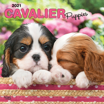 Calendar Cavalier King Charles Spaniel Puppies 2021 Square Book