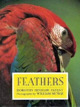 Hardcover Feathers Book