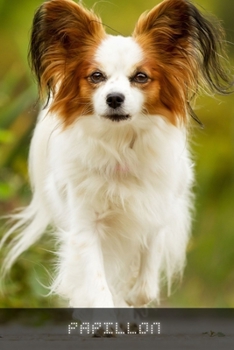 Paperback Papillon: Complete breed guide Book