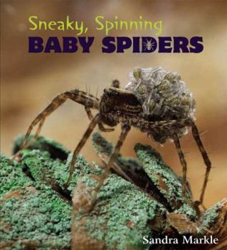Hardcover Sneaky, Spinning Baby Spiders Book