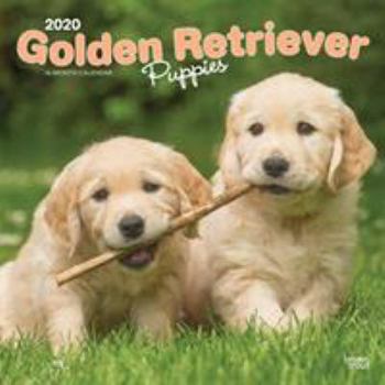 Calendar Golden Retriever Puppies 2020 Square Book