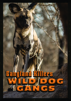 DVD Gangland Killers: Wild Dog Gangs Book
