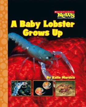 Paperback A Baby Lobster Grows Up Book