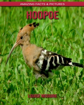 Hoopoe: Amazing Facts & Pictures